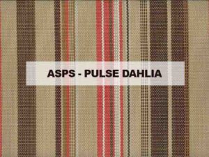 ASPS PULSE DAHLIA